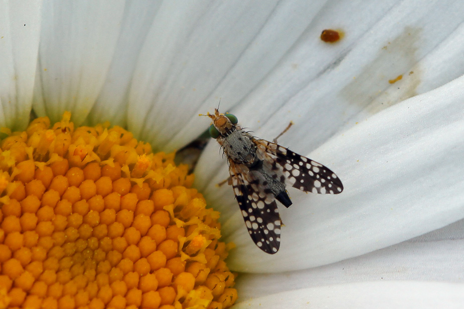 Campiglossa sp._6177