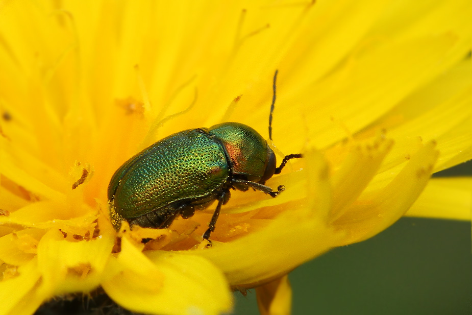 Cryptocephalus hypochoeridis_6204