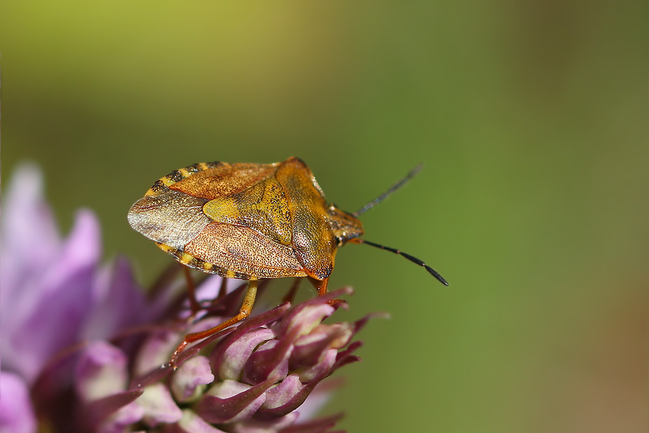 Carpocoris purpureipennis_6265