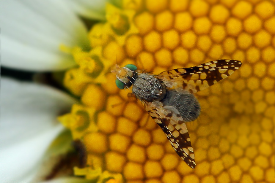 Campiglossa sp._6314