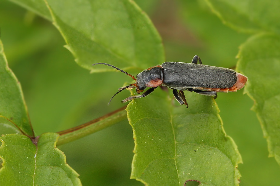 Cantharis fusca_6363