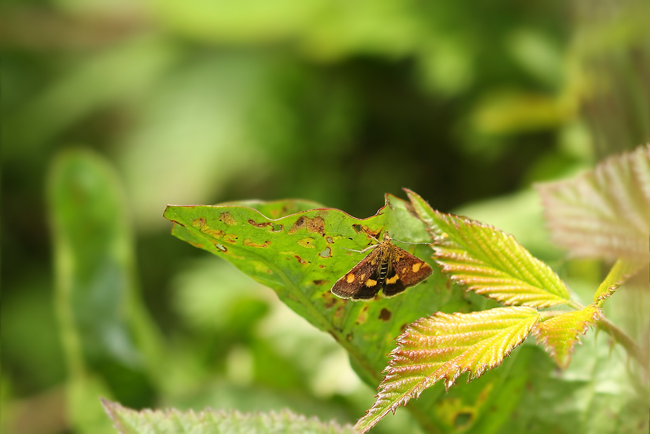 Pyrausta aurata_6387