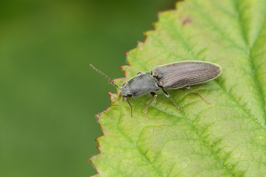 Athous haemorrhoidalis_6407