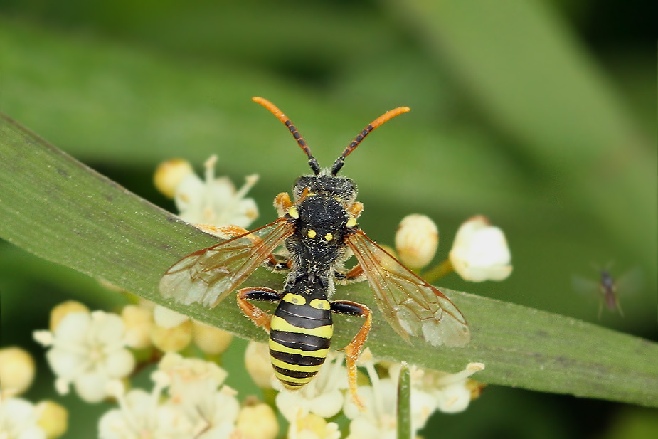 Nomada sp._6494