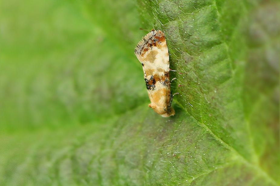 Eupoecilia angustana_6534