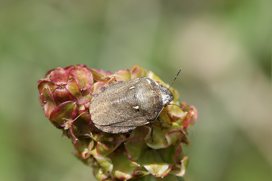 Eurygaster maura_6647