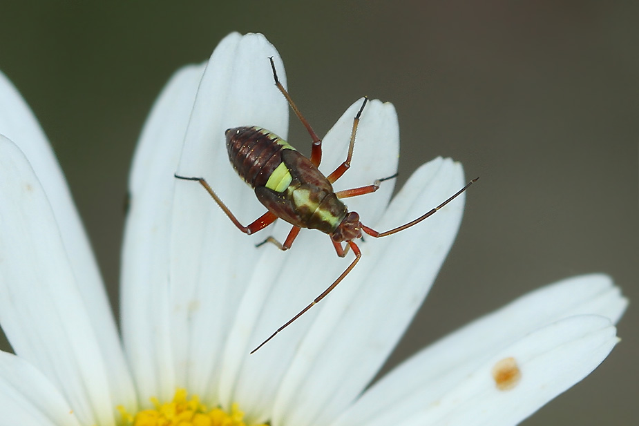 Calocoris roseomaculatus_6693