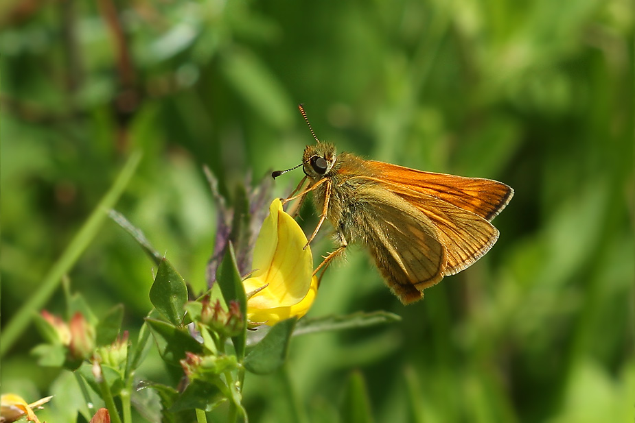 Ochlodes sylvanus_6730