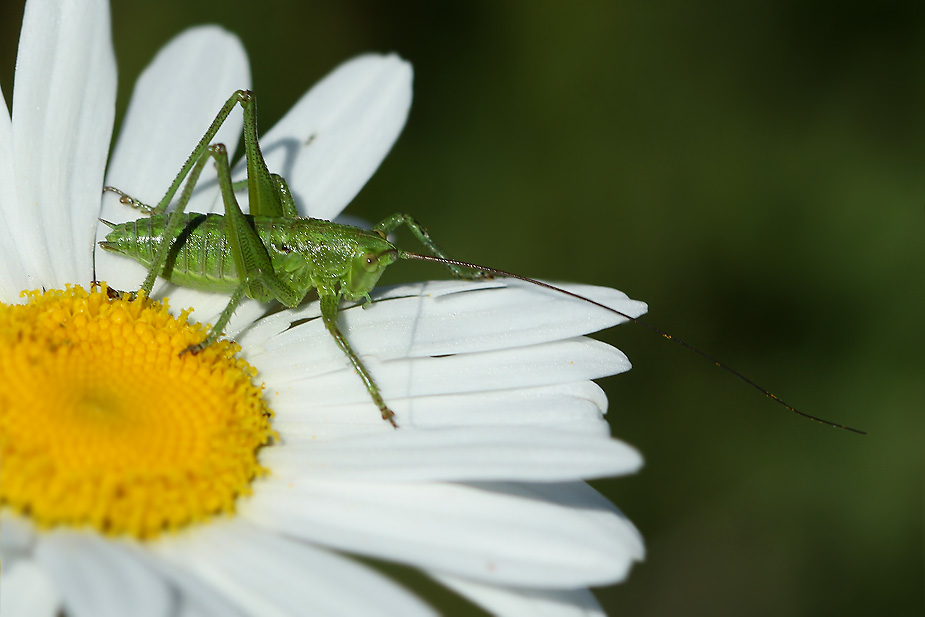 Tettigonia viridissima_6814