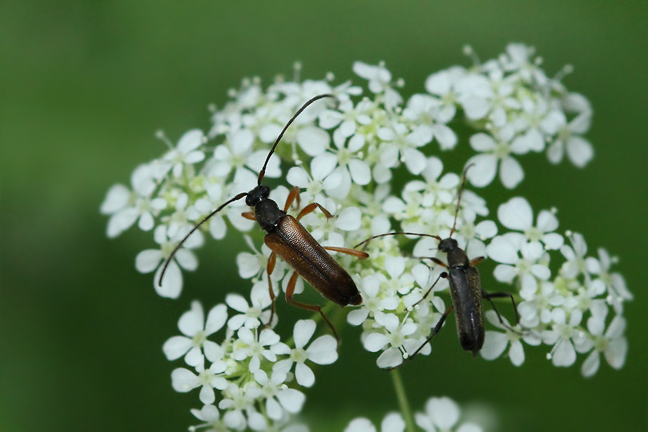Alosterna tabacicolor_6866