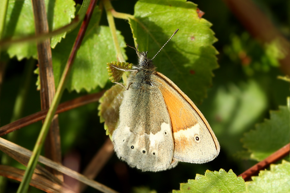 Coenonympha tullia_7015