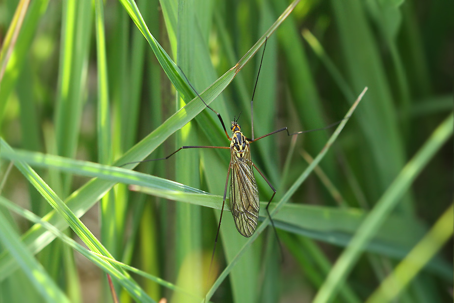 Nephrotoma appendiculata_7028