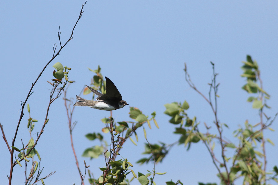 Fugl-Riparia riparia_7121