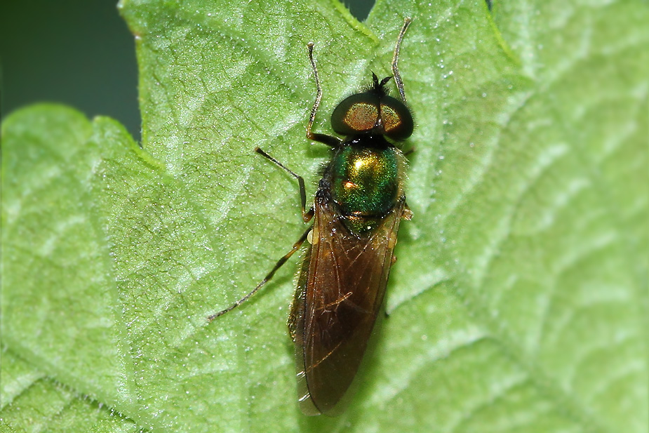 Chloromyia formosa_7313