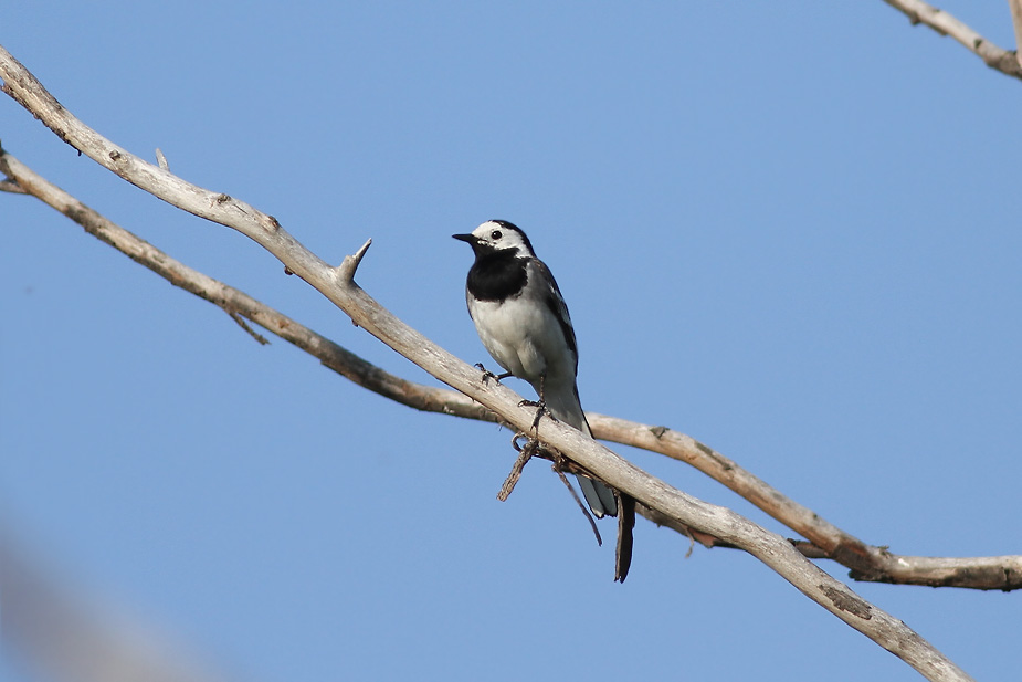 Fugl-Motacilla alba_7631