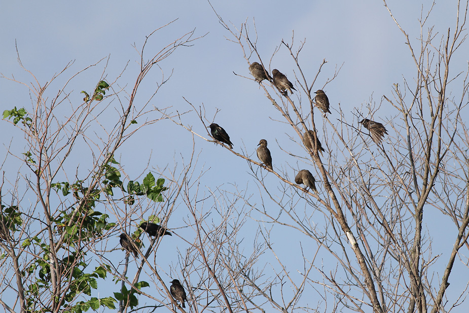 Fugl-Sturnus vulgaris_7636