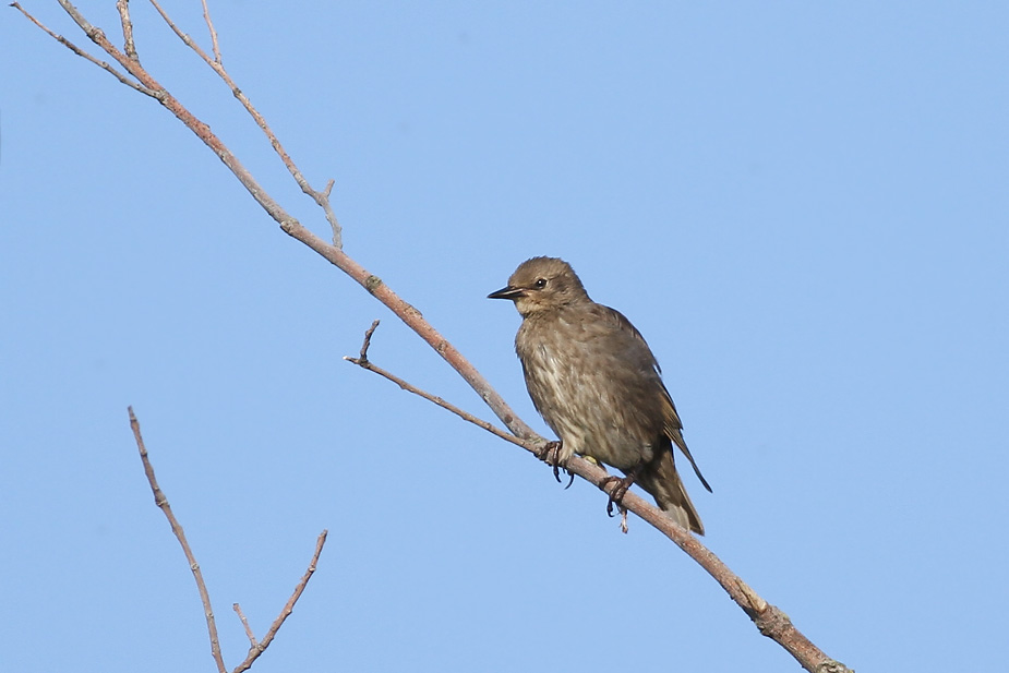 Fugl-Sturnus vulgaris_7650
