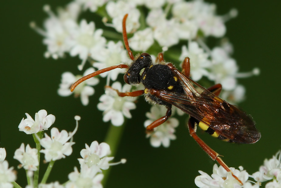Nomada marshamella_7669