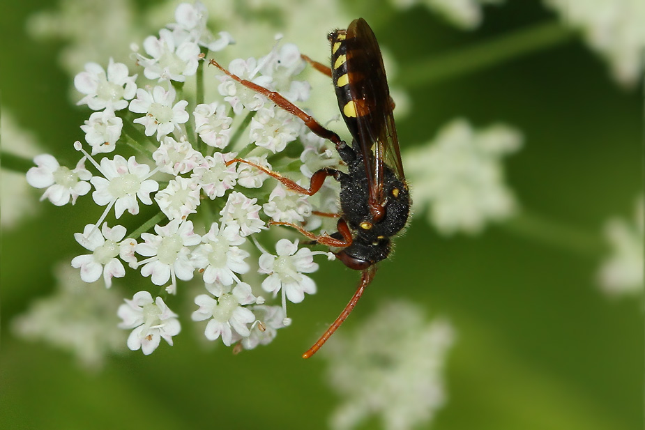 Nomada marshamella_7676