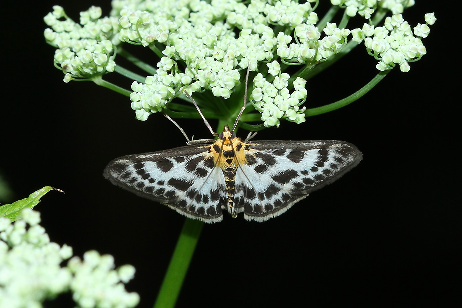 Anania hortulata_7697
