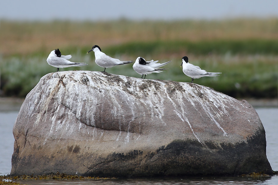 Sterna sandvicensis_7718