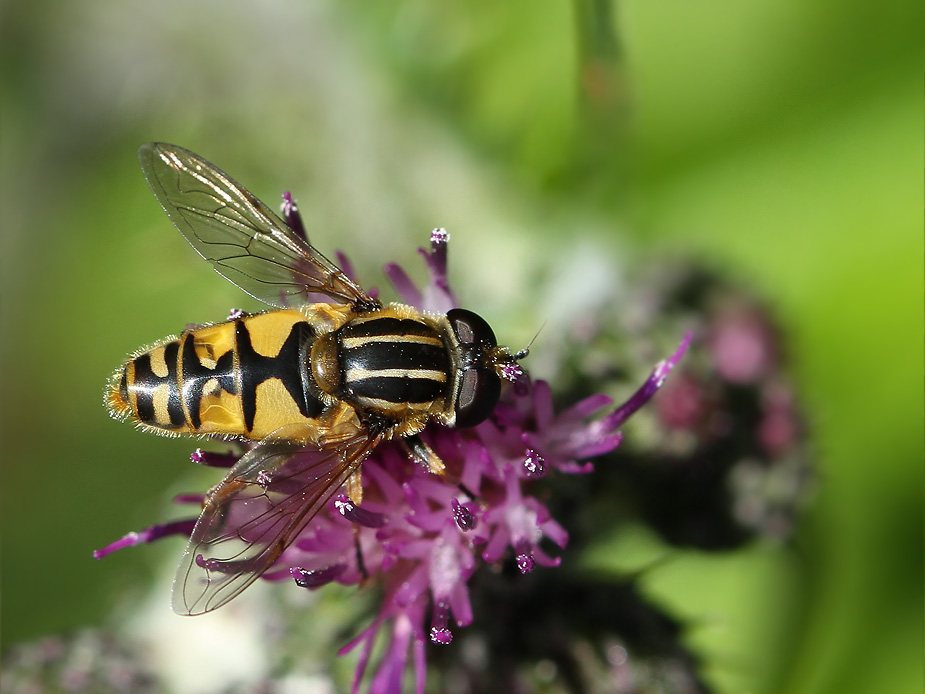 Helophilus pendulus_7757