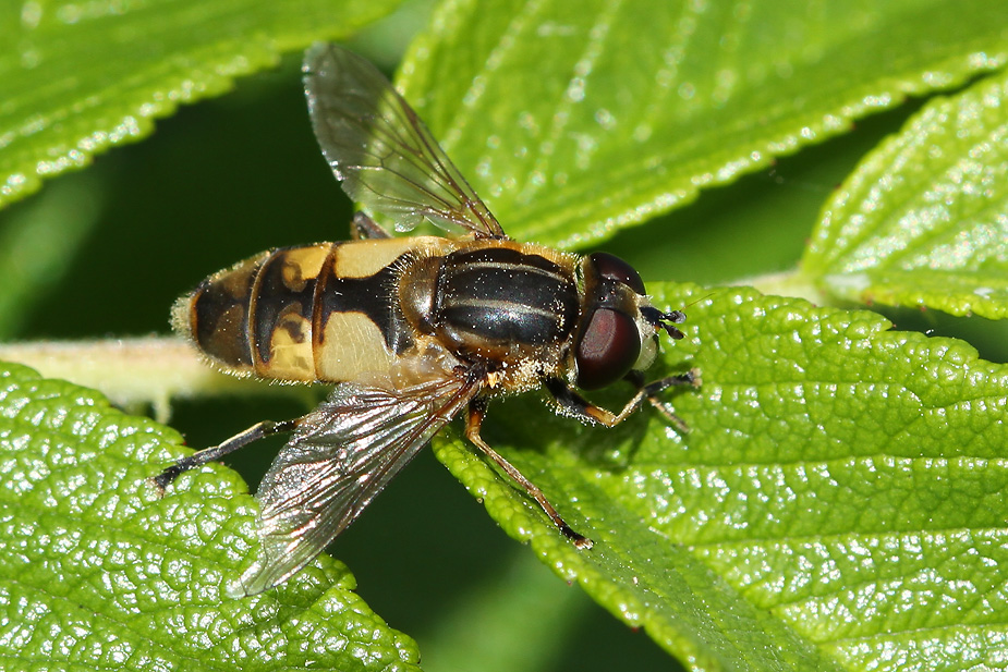 Helophilus hybridus_7834