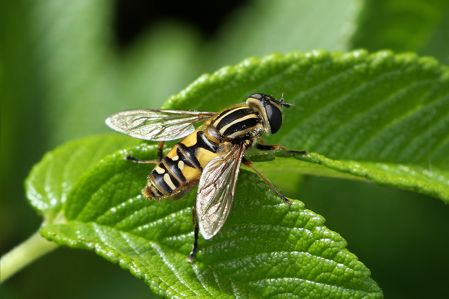 Helophilus pendulus_7861