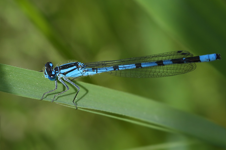 Enallagma cyathigerum_7875