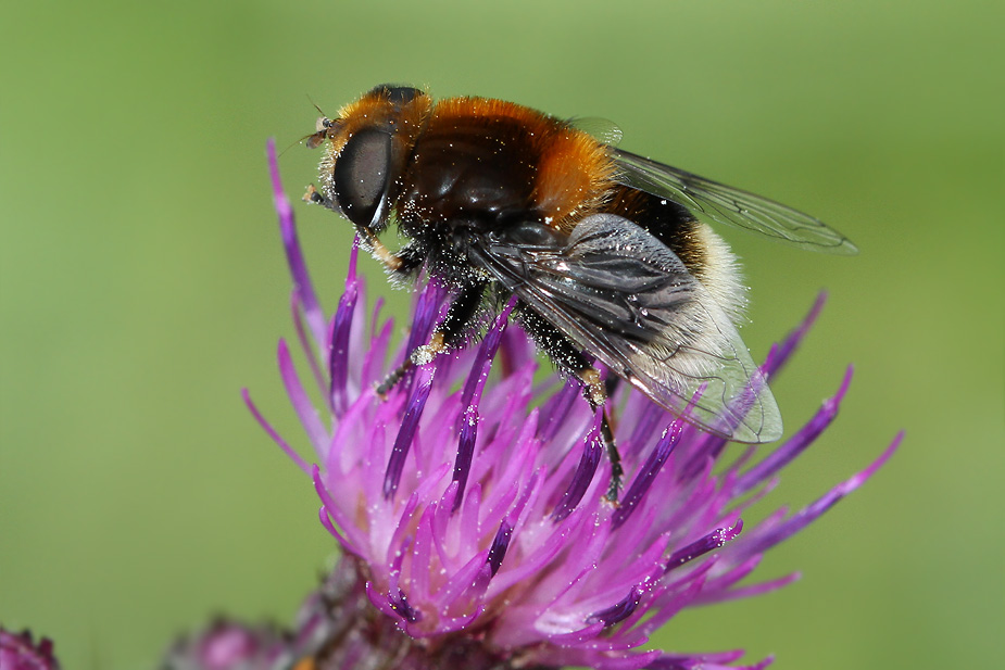 Eristalis intricaria_7971