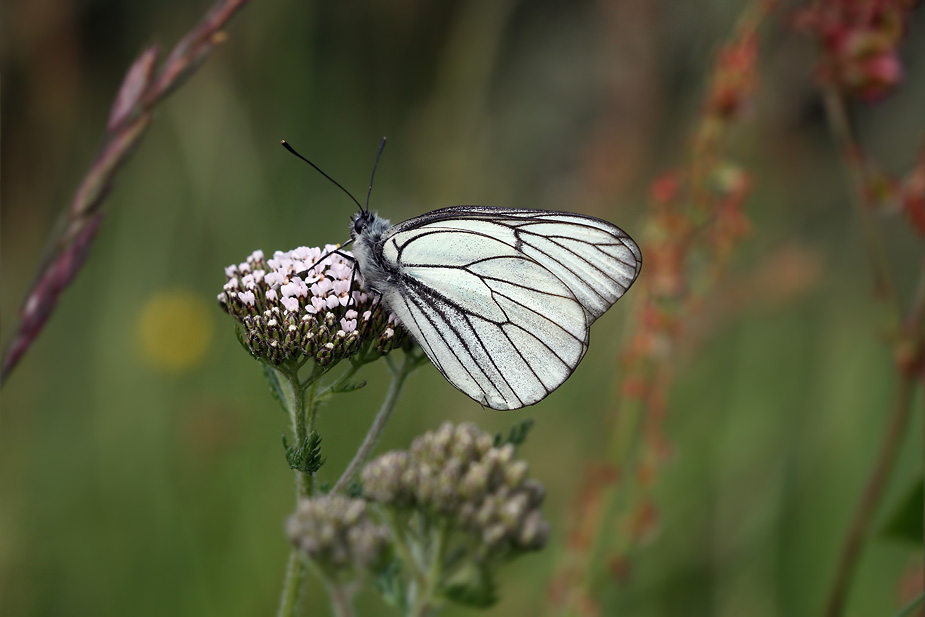 Aporia crataegi_8152