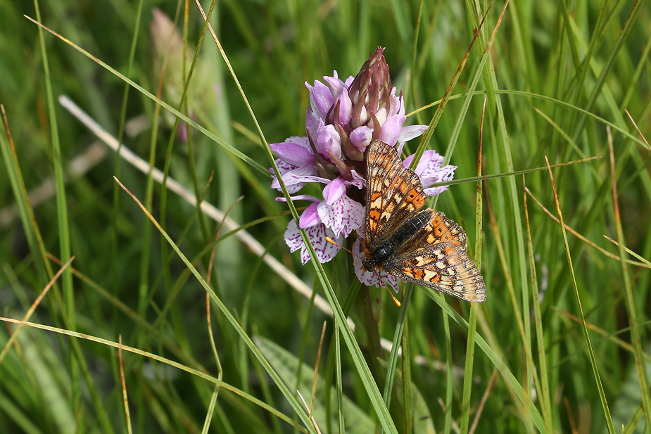 Euphydryas aurinia_8177