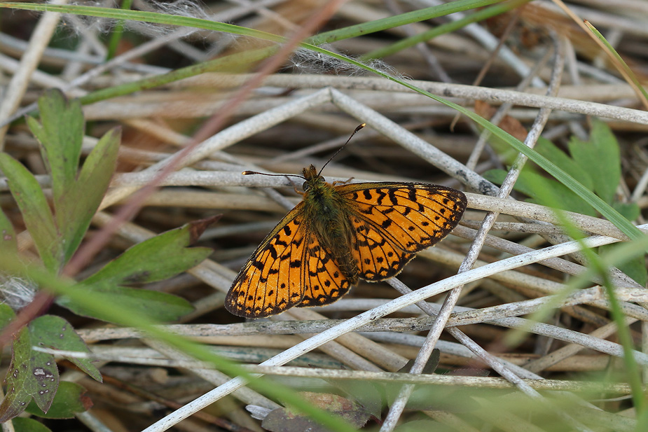 Boloria selene_8250