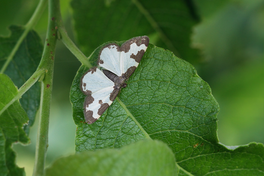 Lomaspilis marginata_8290