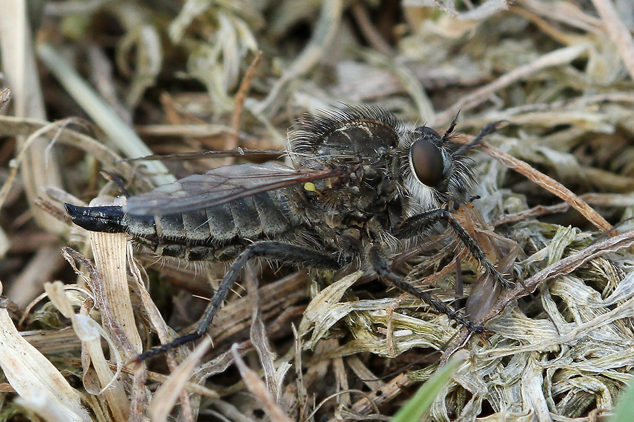 Dysmachus trigonus_8379