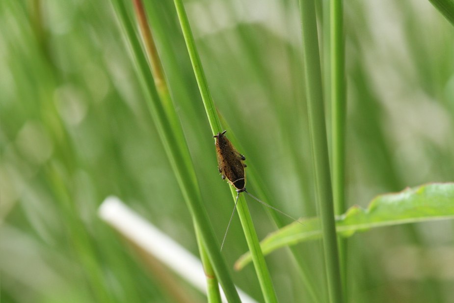 Ectobius sylvestris_8393