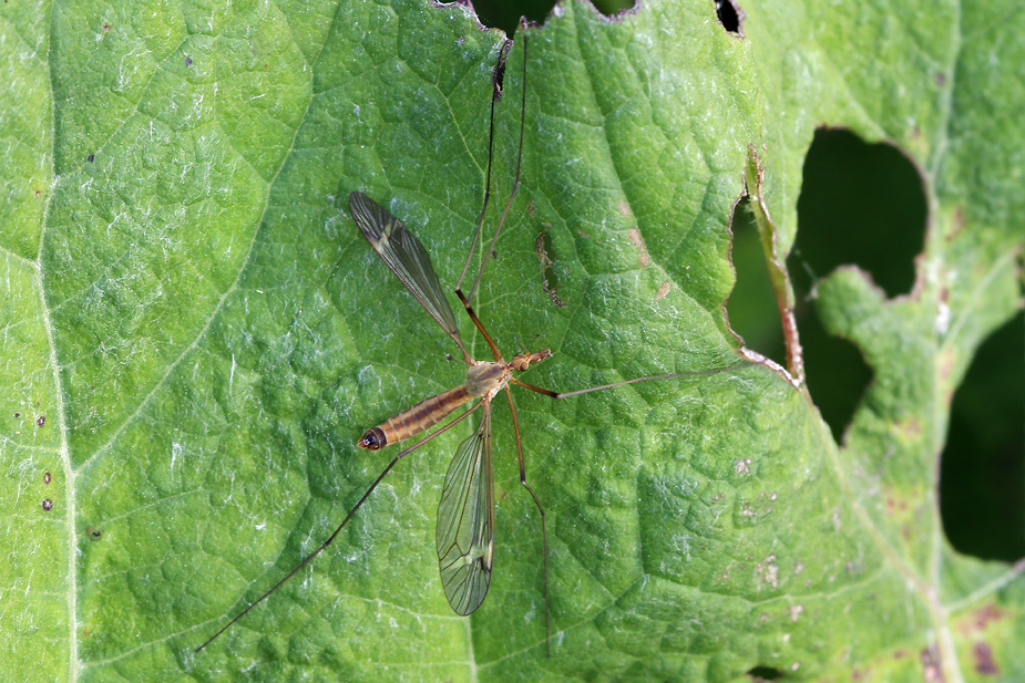 Tipula fascipennis_8394