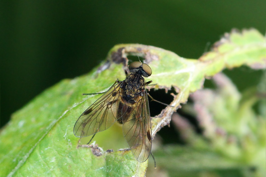 Chrysopilus cristatus_8414