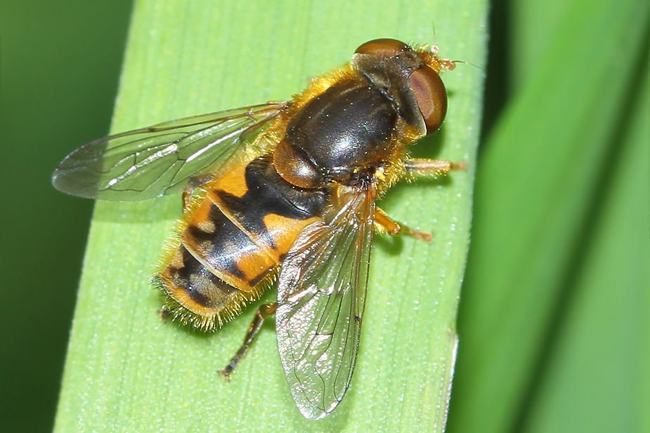 Parhelophilus sp._8440