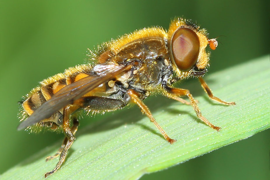 Parhelophilus sp._8441