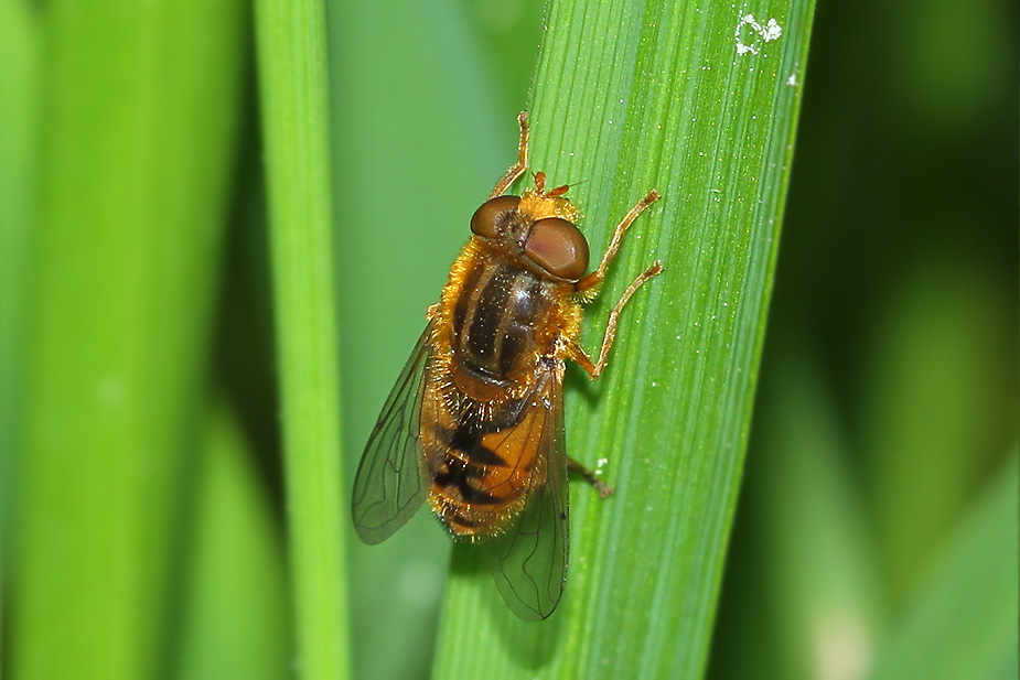 Parhelophilus sp._8455