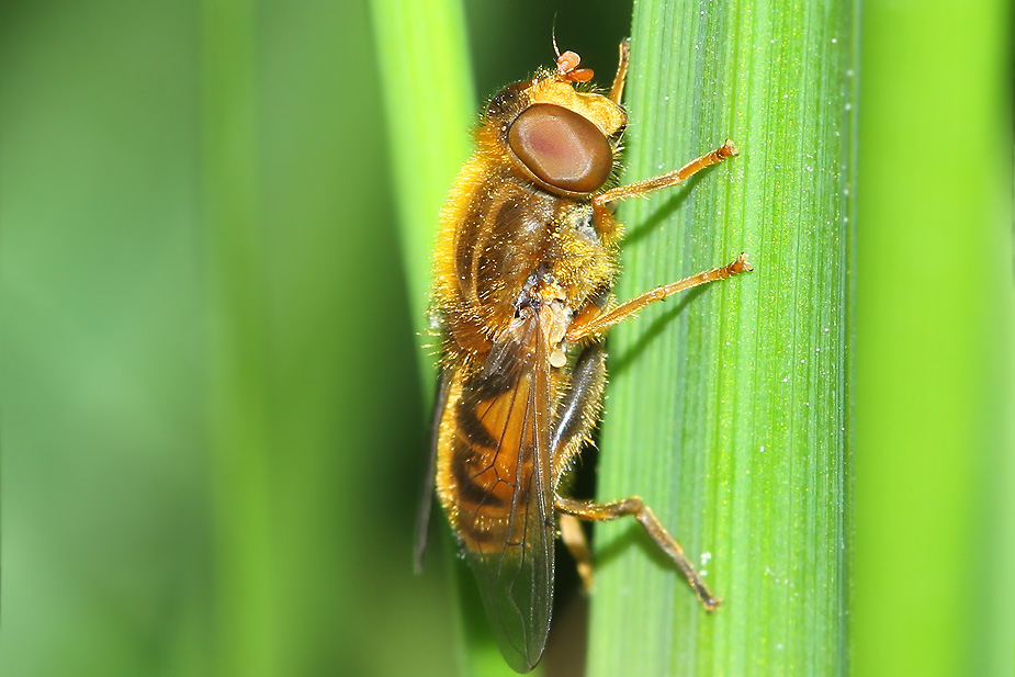 Parhelophilus sp._8457