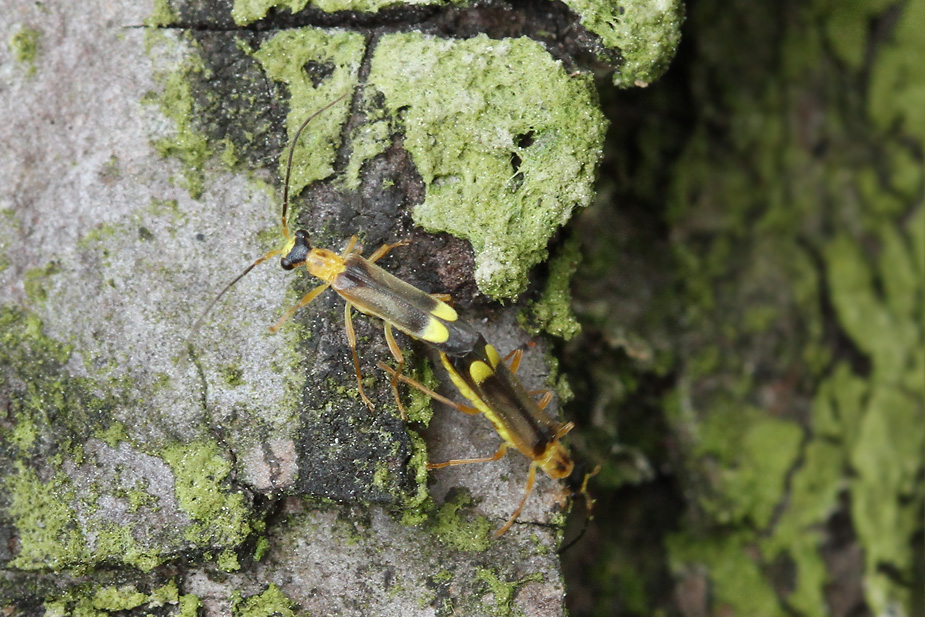 Malthinus punctatus_8650