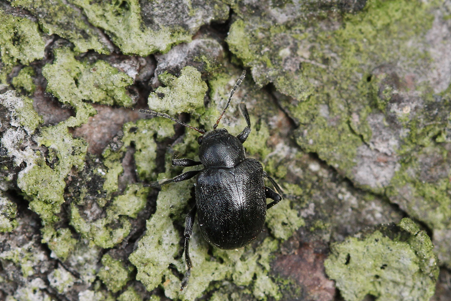 Bromius obscurus_8694