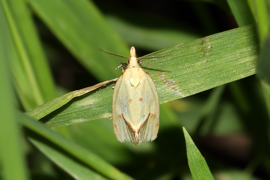 Agapeta hamana_8740