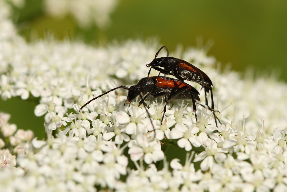 Stenurella melanura_8763