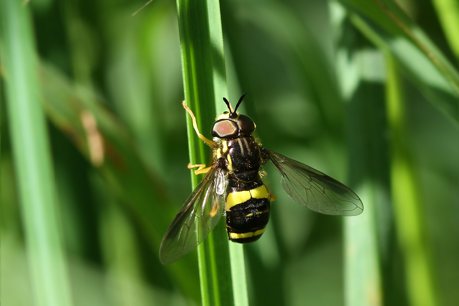 Chrysotoxum bicinctum_8797