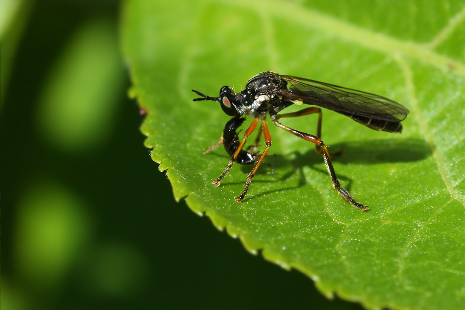 Dioctria hyalipennis_8812