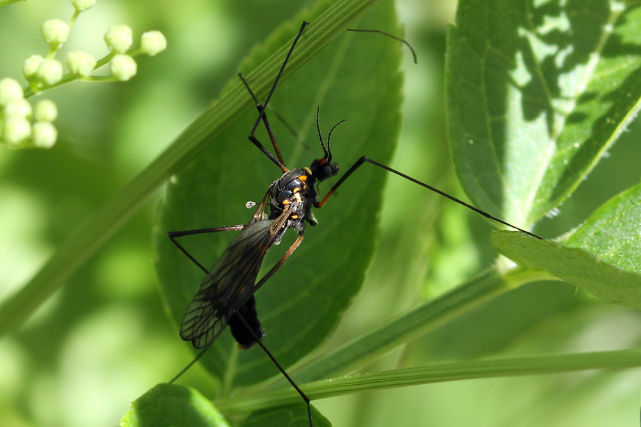 Nephrotoma pratensis_8849