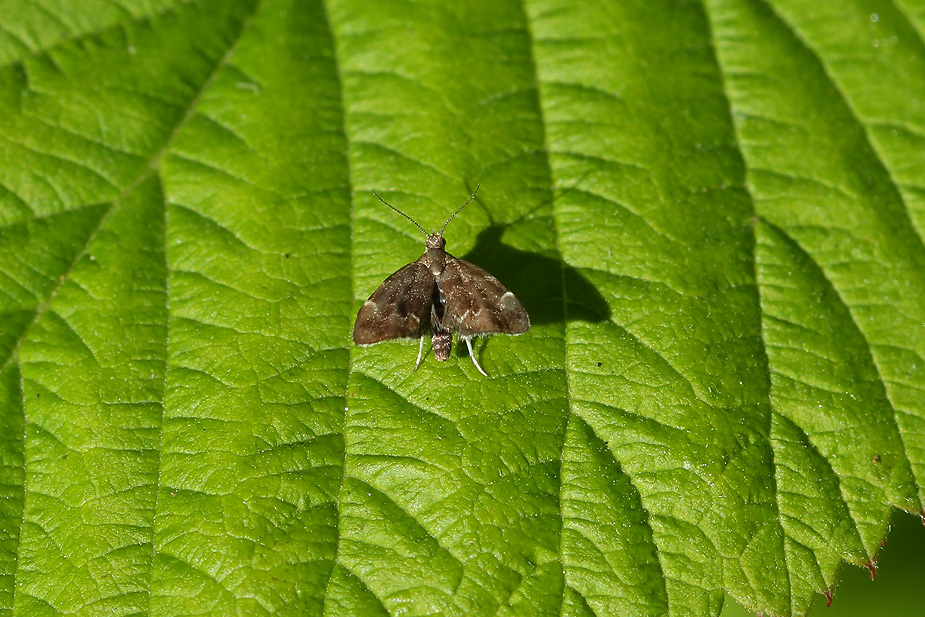 Anthophila fabriciana_8858